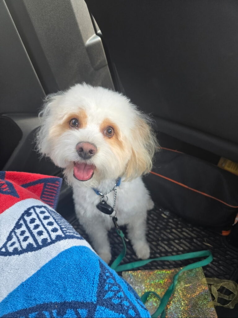 Man Arrested for Killing Girlfriend's Dog Supporting Image