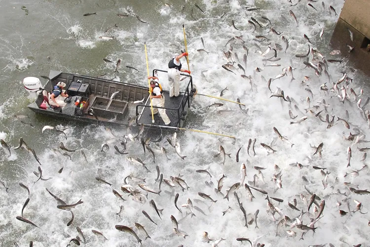Silver carp jump from the water at Barkley Dam in Kentucky, where an experiment with acoustic technology and a bubble curtain is occurring. Credit : Kristen Peters/USFWS